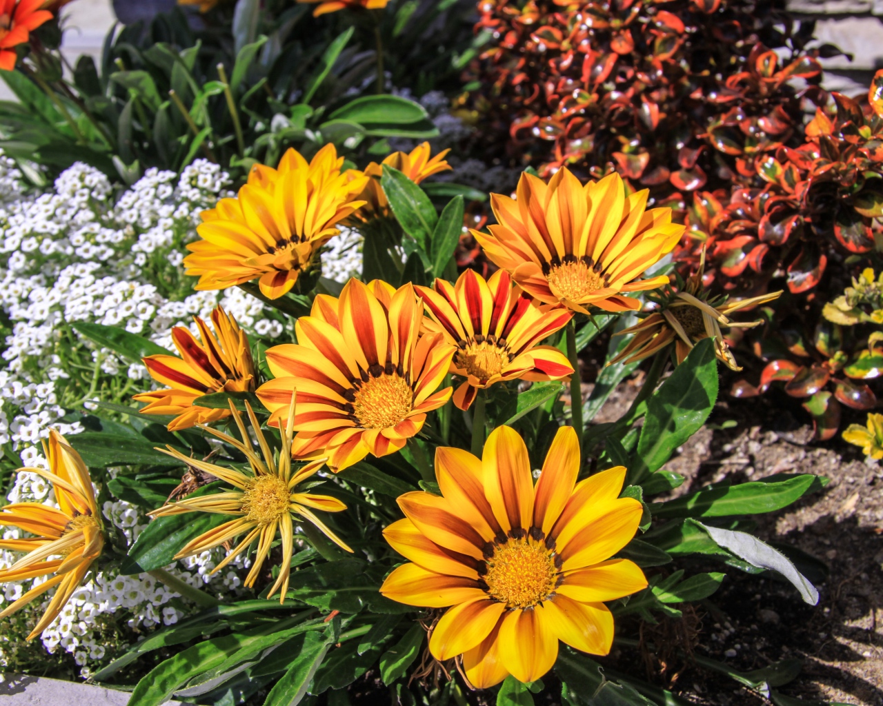 Beautiful orange gazania flowers on a flower bed