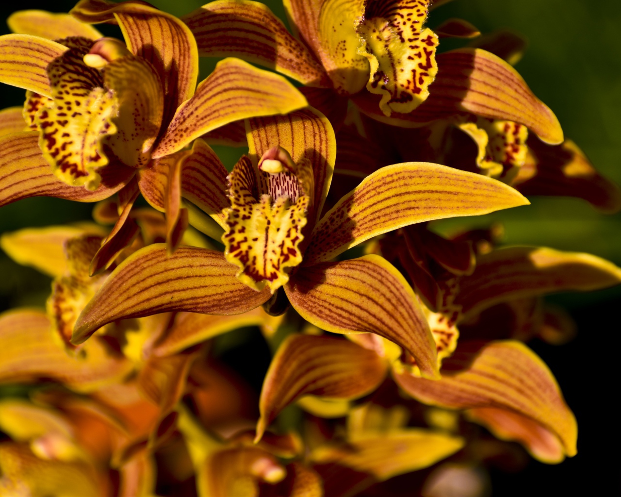 Красивые оранжевые цветы орхидеи крупным планом 