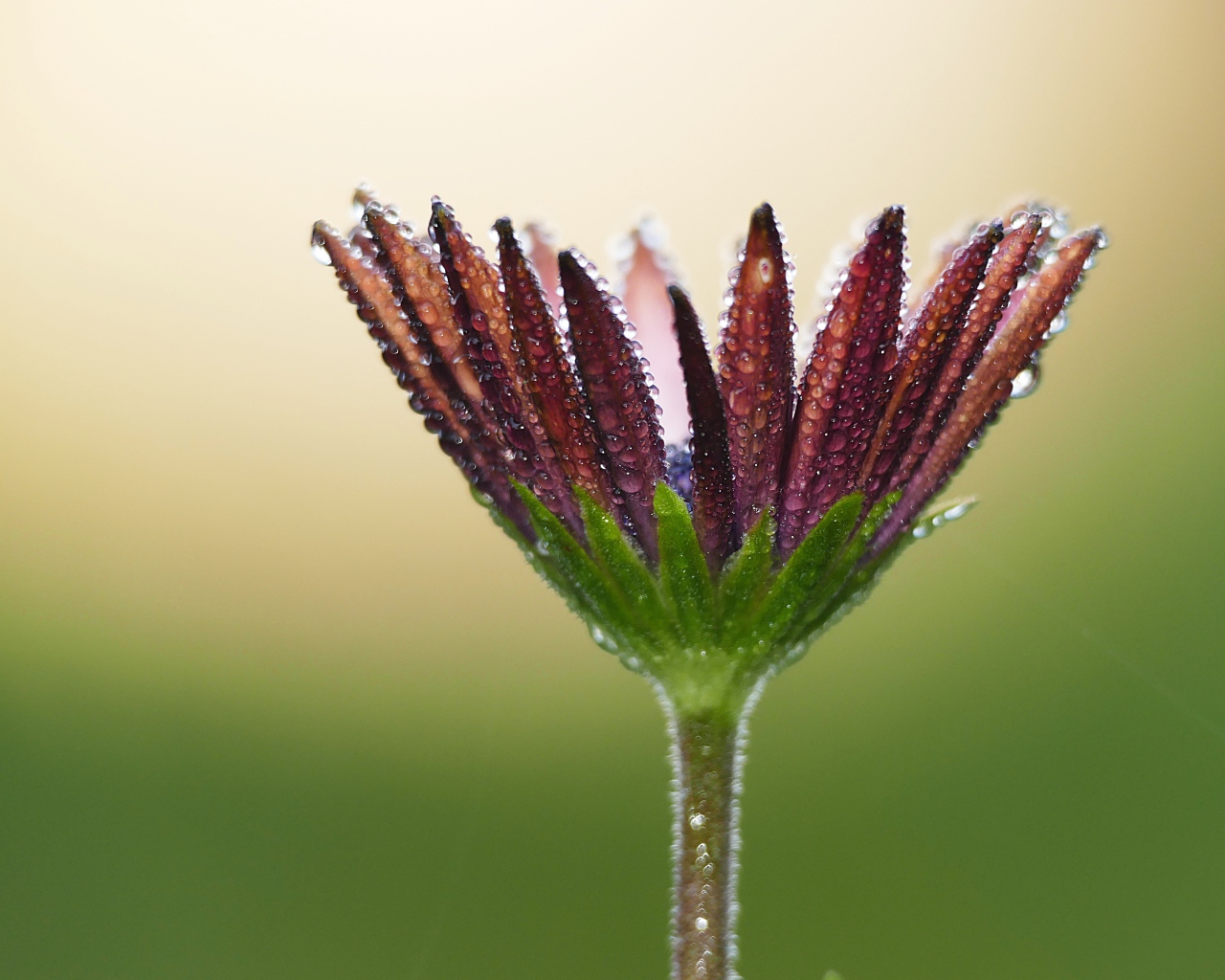 Красивый цветок остеоспермума в каплях росы 