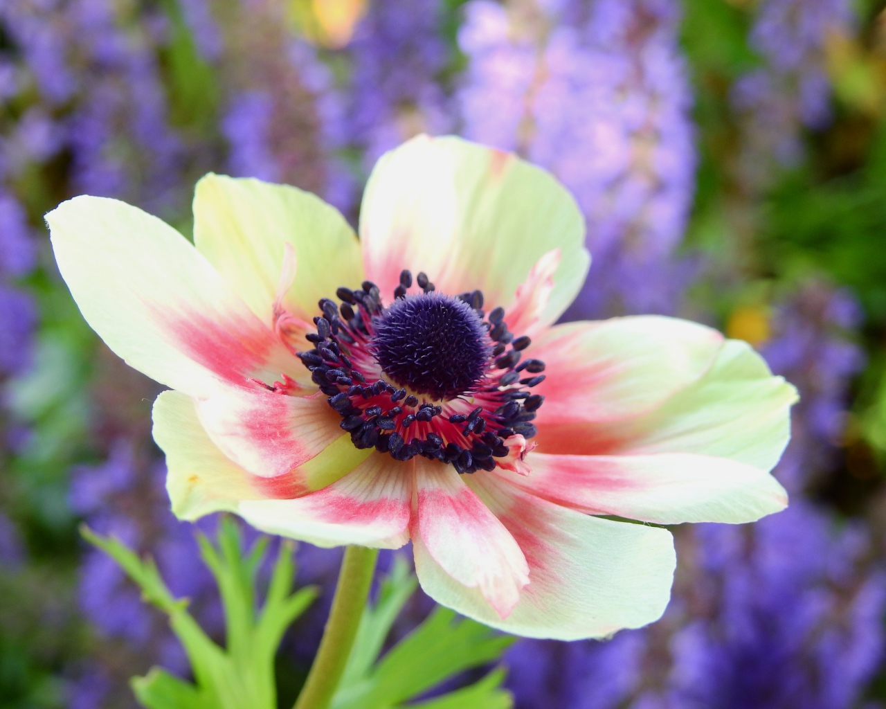 Красивый розовый цветок анемоны на клумбе 