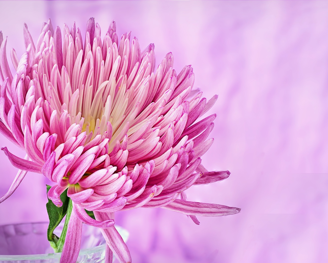 Красивый розовый цветок астры крупным планом