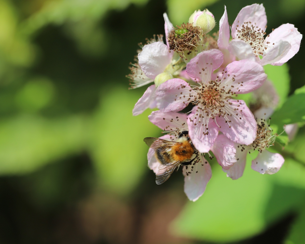 Красивые розовые цветы яблони крупным планом