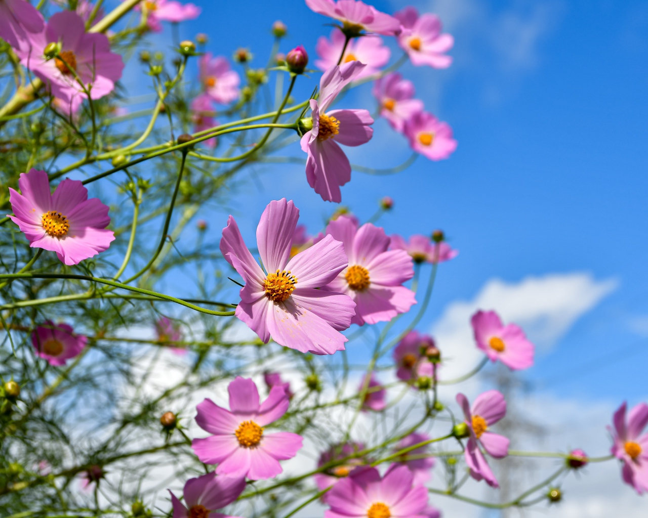 Красивые розовые цветы космея с бутонами на фоне голубого неба