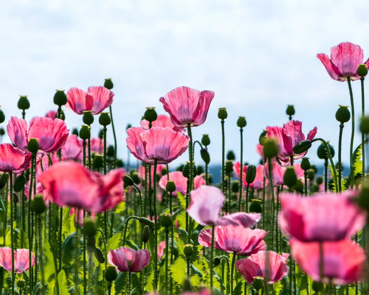 Красивые розовые маки с нежными лепестками 