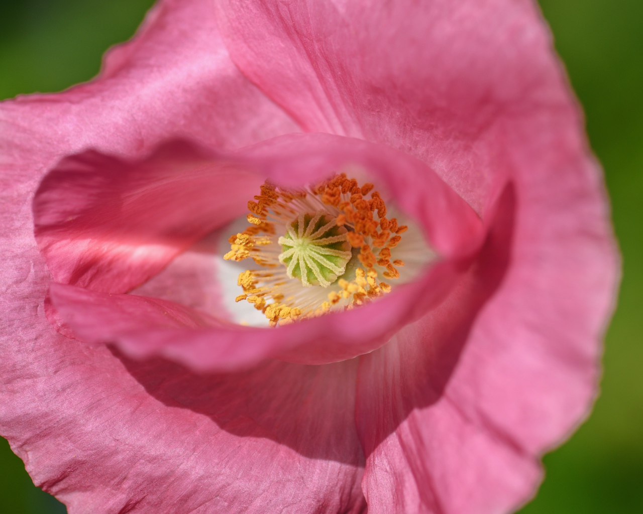 Красивый розовый цветок мака на зеленом фоне