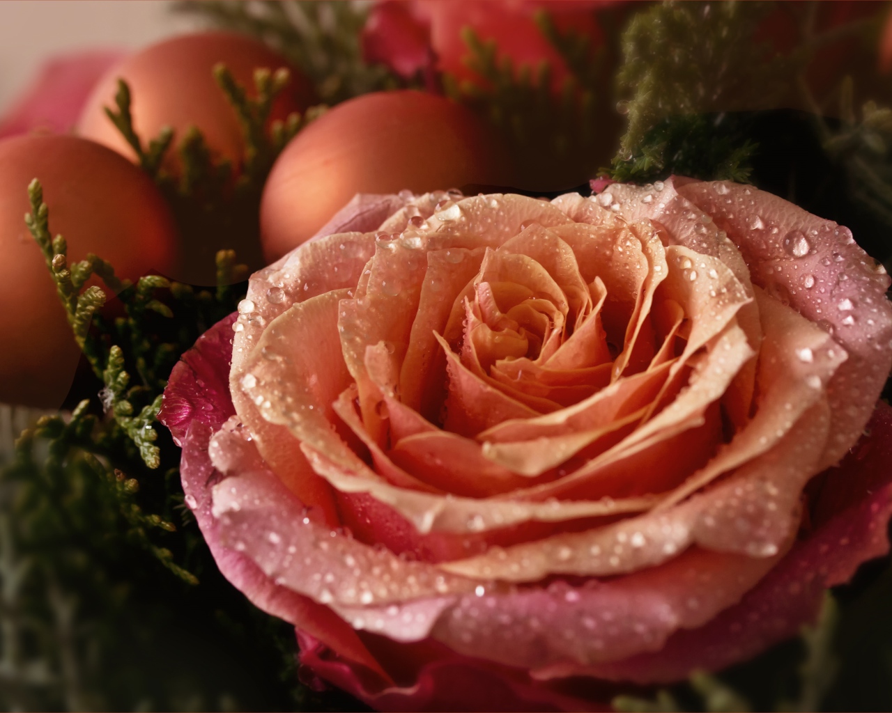 Красивая розовая роза в каплях росы с шарами 