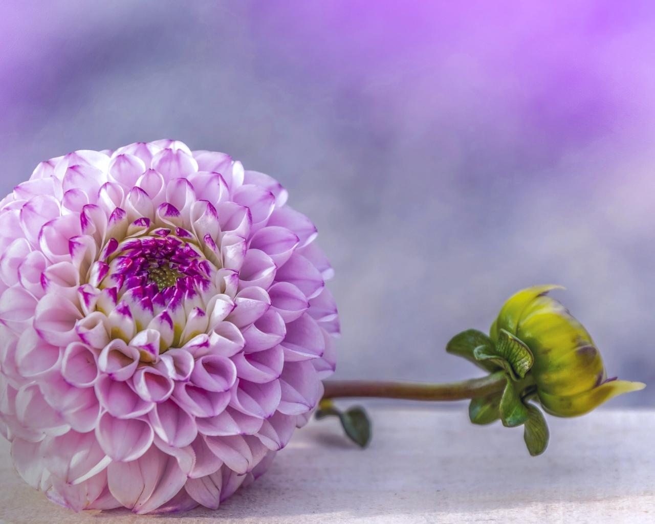 Красивый пурпурный цветок георгина с бутоном