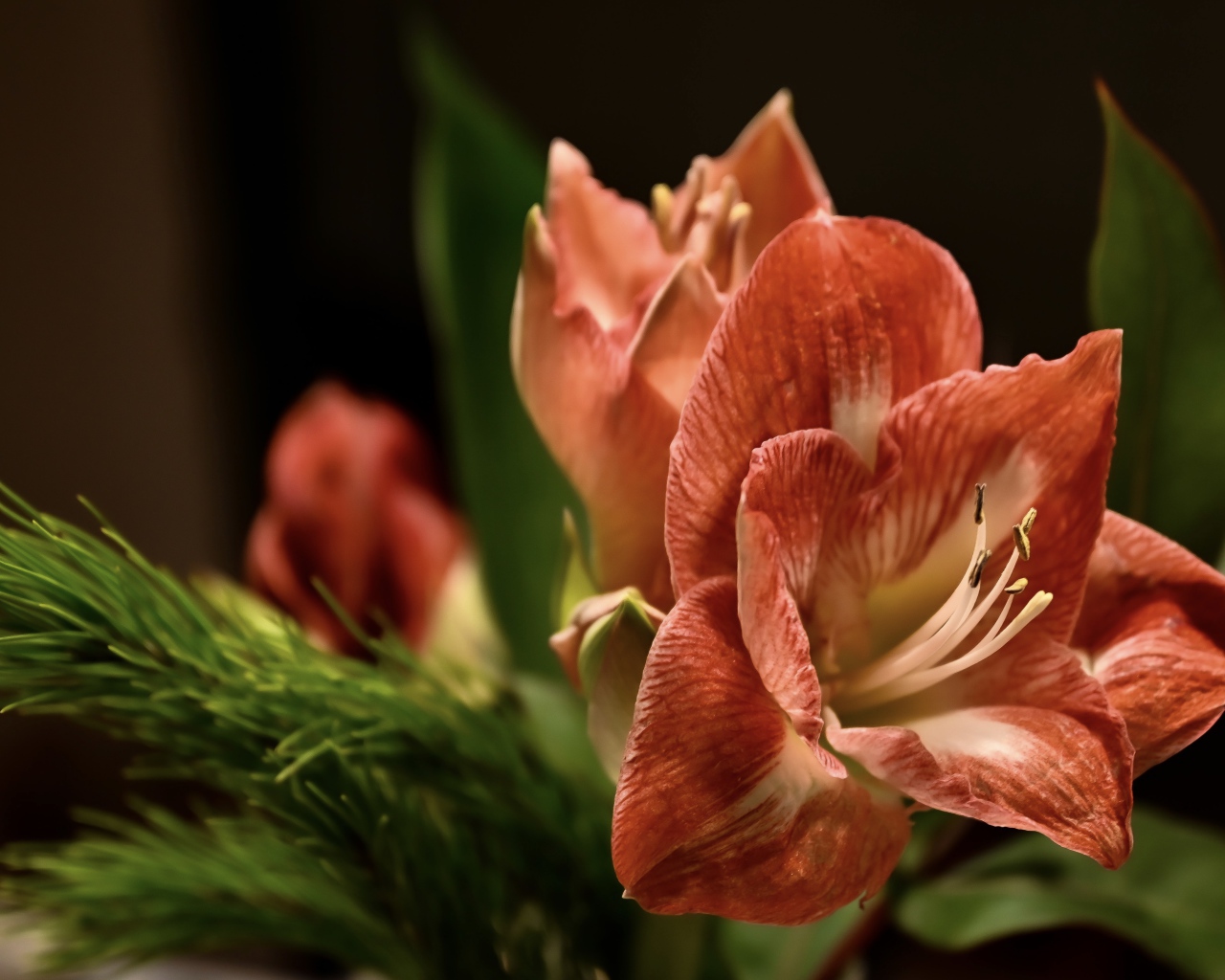 Красивый  красный цветок амариллиса с веткой ели