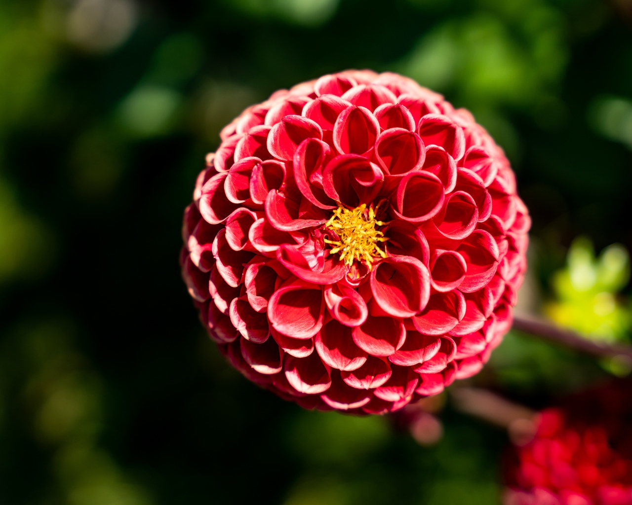 Красивый красный цветок георгины с желтой серединкой