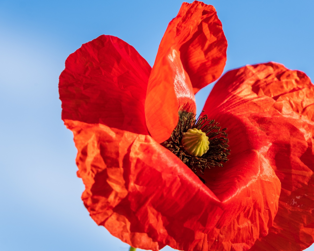 Красивый красный мак крупным планом на голубом фоне 