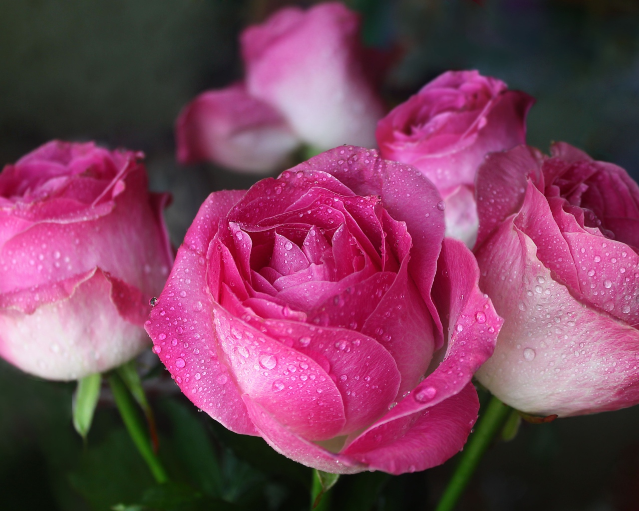 Красивые цветы розы в каплях росы 