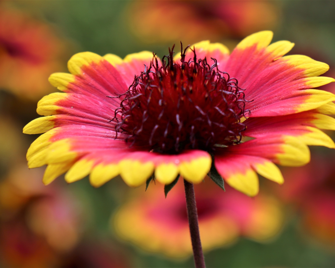 Красивый цветок рудбекия с оранжевыми лепестками