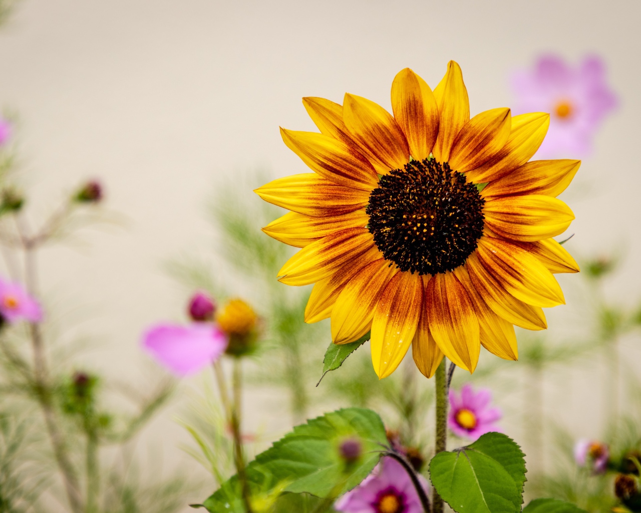 Красивый подсолнух с цветами космеи 