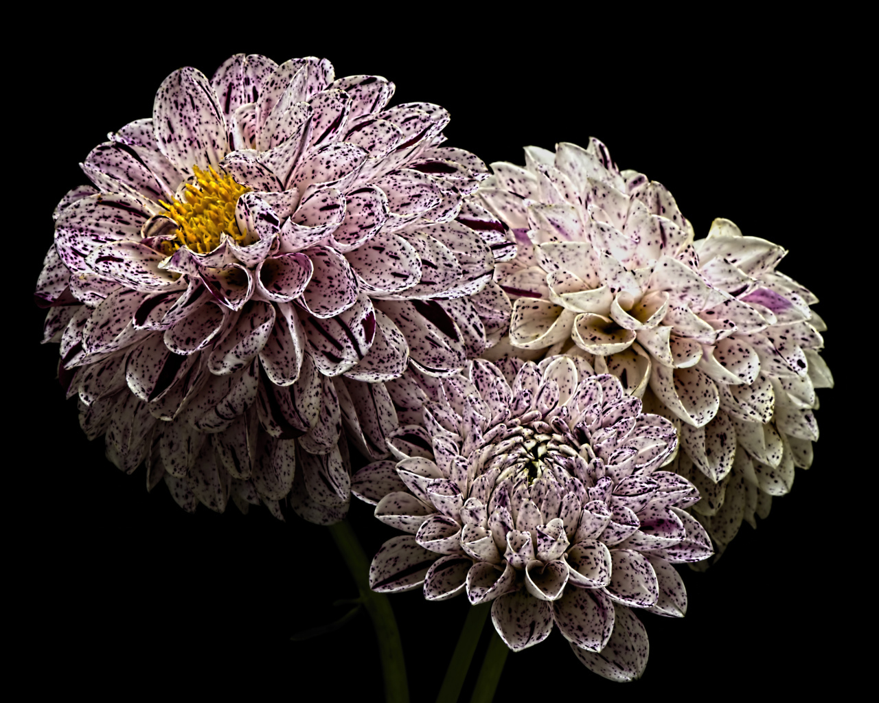 Красивые белые георгины с фиолетовыми брызгами 