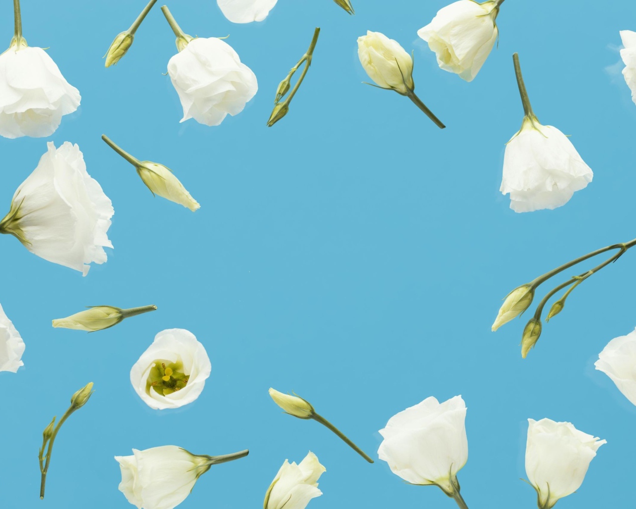 Красивые белые цветы эустома с бутонами на голубом фоне 