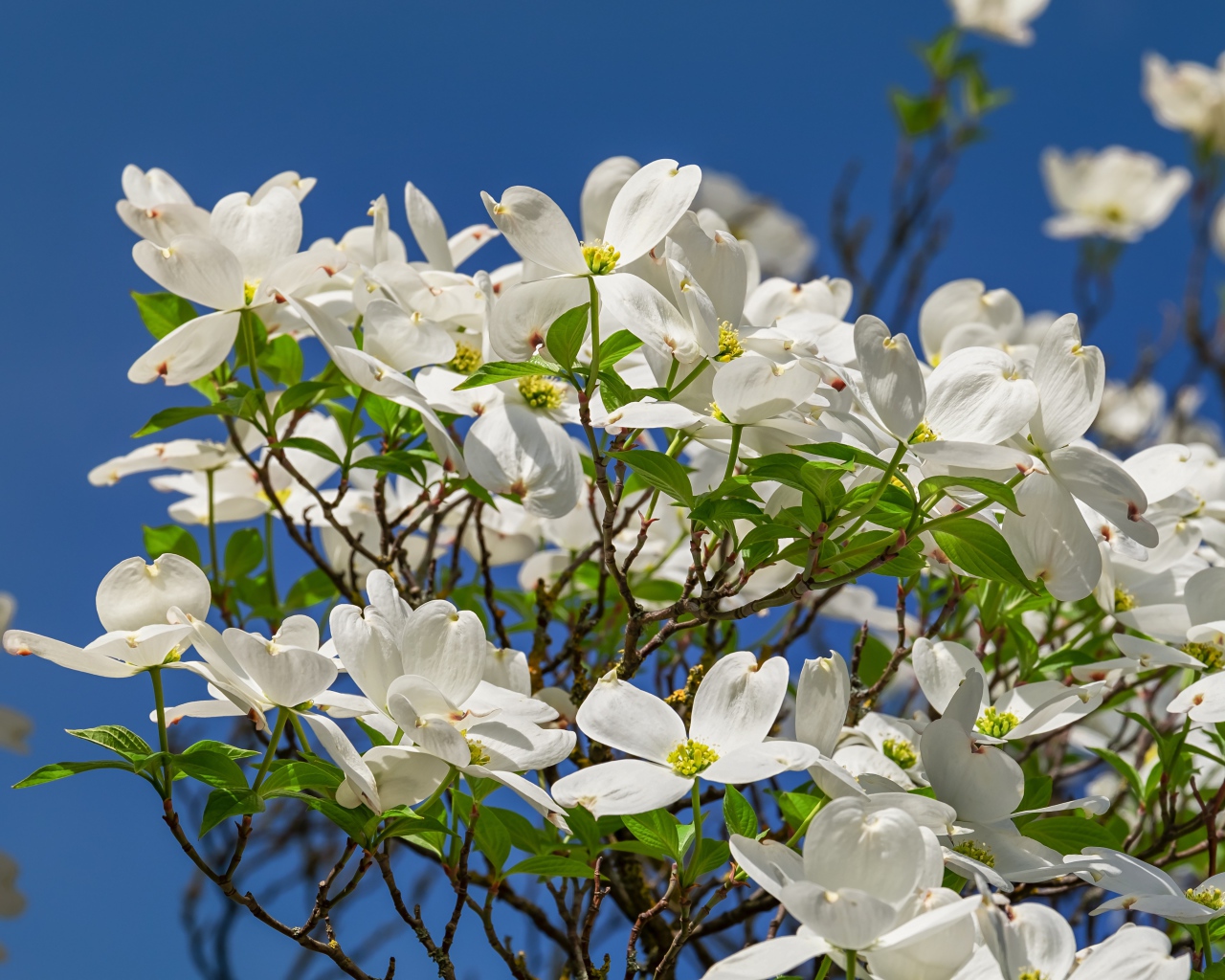 Красивые белые цветы на кусту под голубым небом