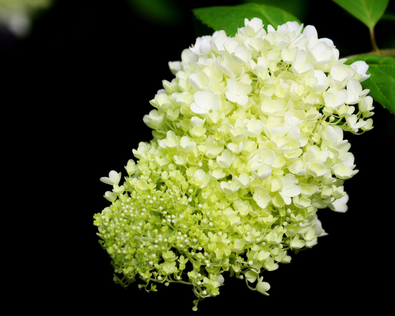 Красивые белые цветы Гортензии на черном фоне