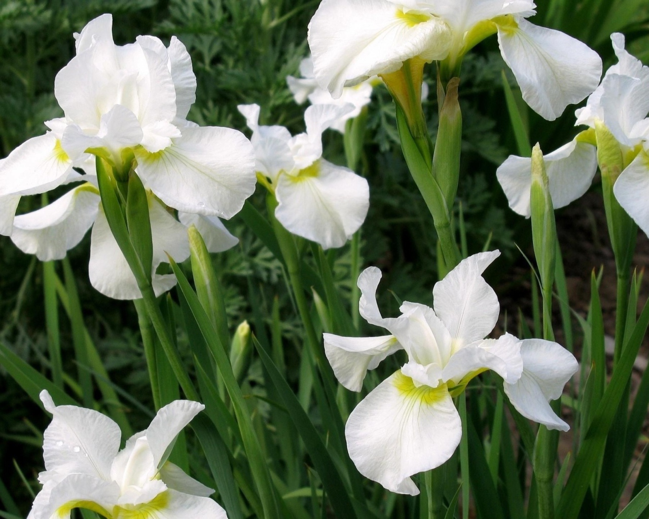 Красивые белые цветы ириса на клумбе