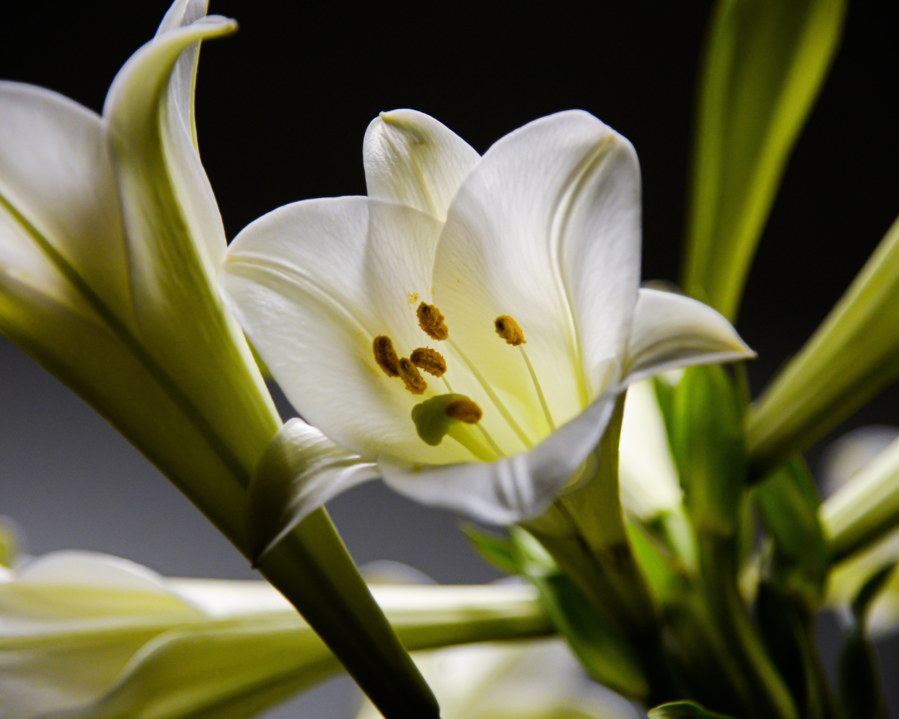 Красивые белые лилии с бутонами крупным планом 