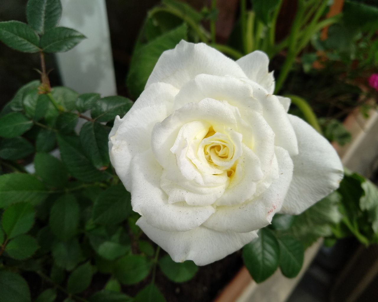 Красивый белый цветок розы крупным планом