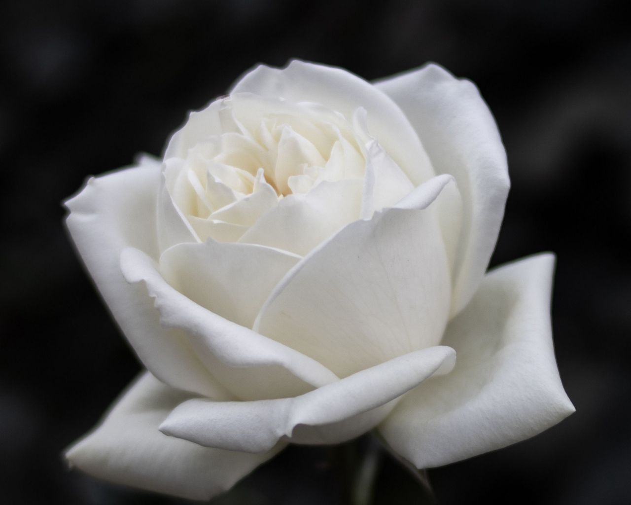 Красивый белый цветок розы на черном фоне 