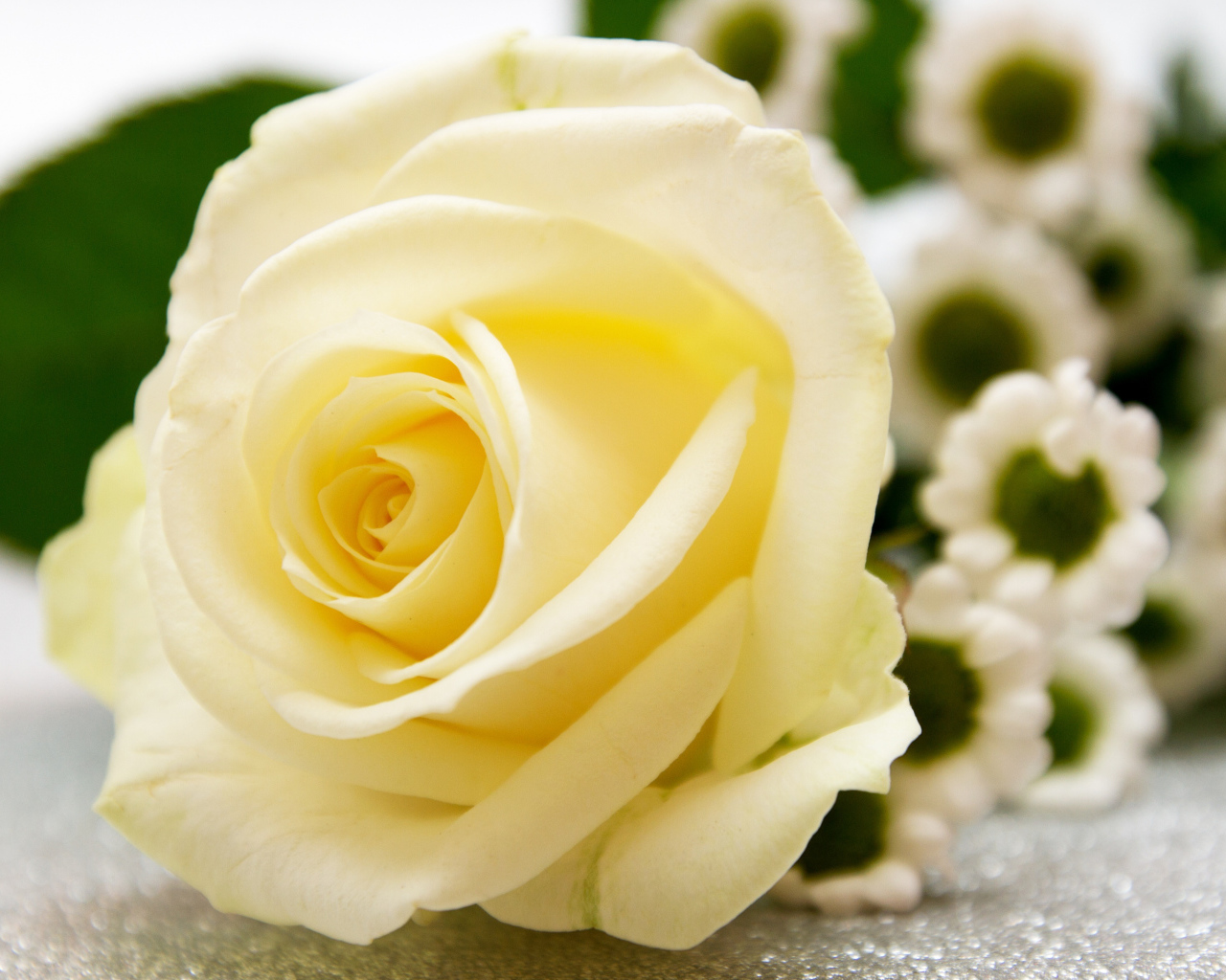 Красивая белая роза лежит на столе