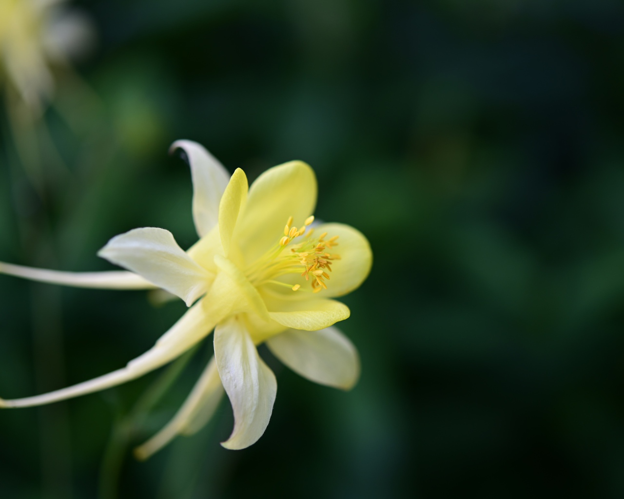 Красивый желтый цветок водосбора крупным планом
