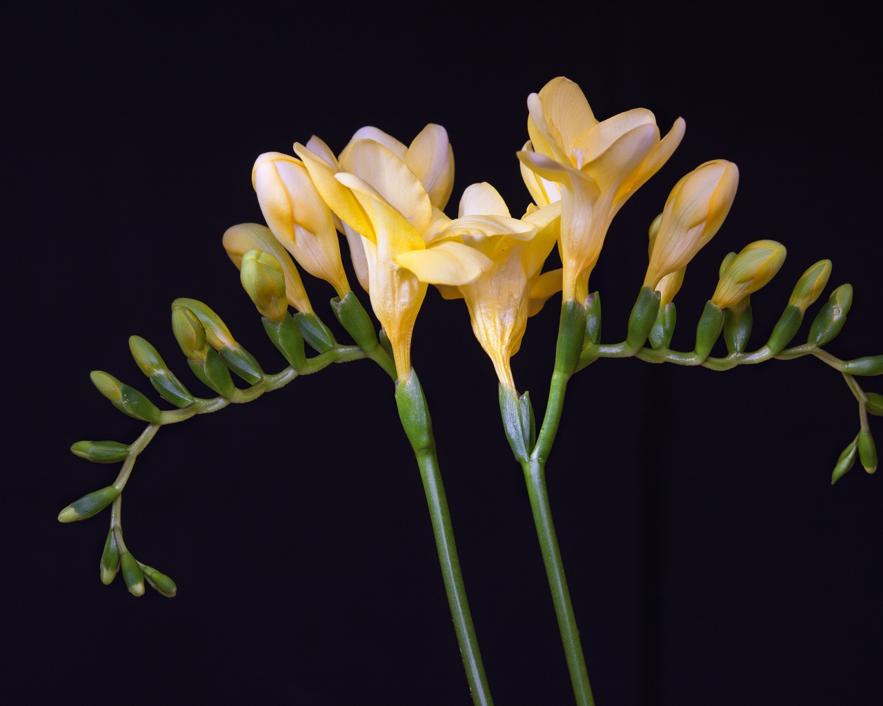 Красивый желтый цветок фрезии с бутонами на черном фоне 