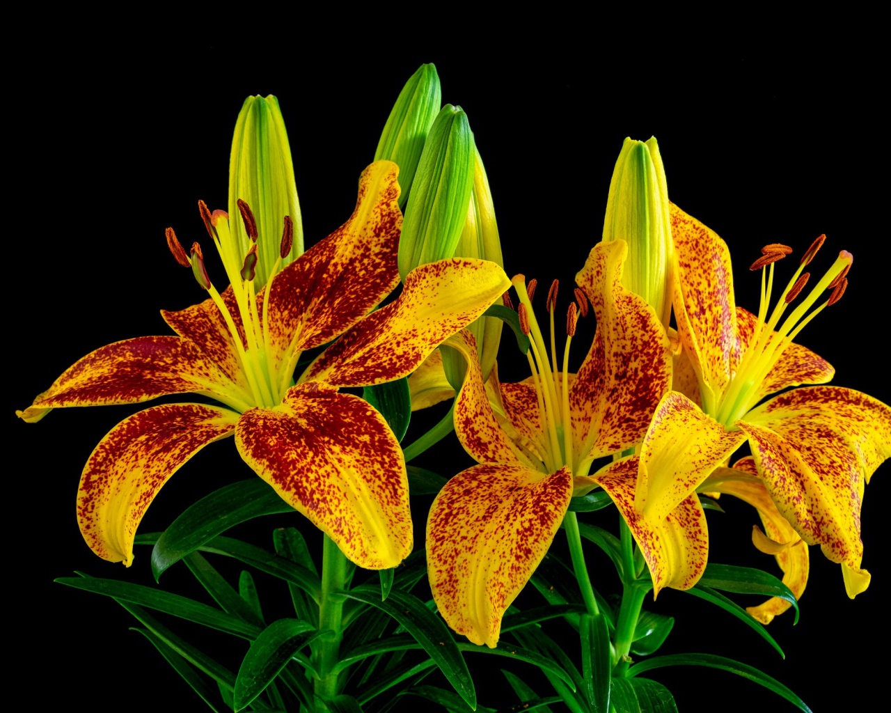 Красивая желтая леопардовая лилия с бутонами на черном фоне 