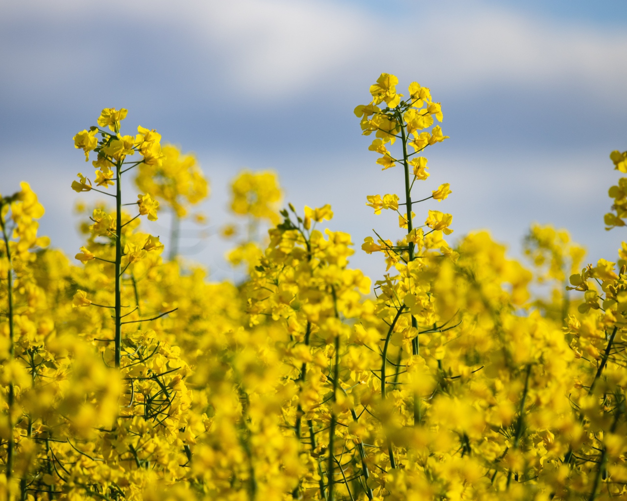 Beautiful yellow rapeseed flowers on the field