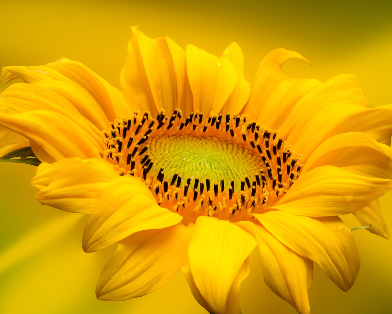 Красивый желтый цветок подсолнуха на желтом фоне