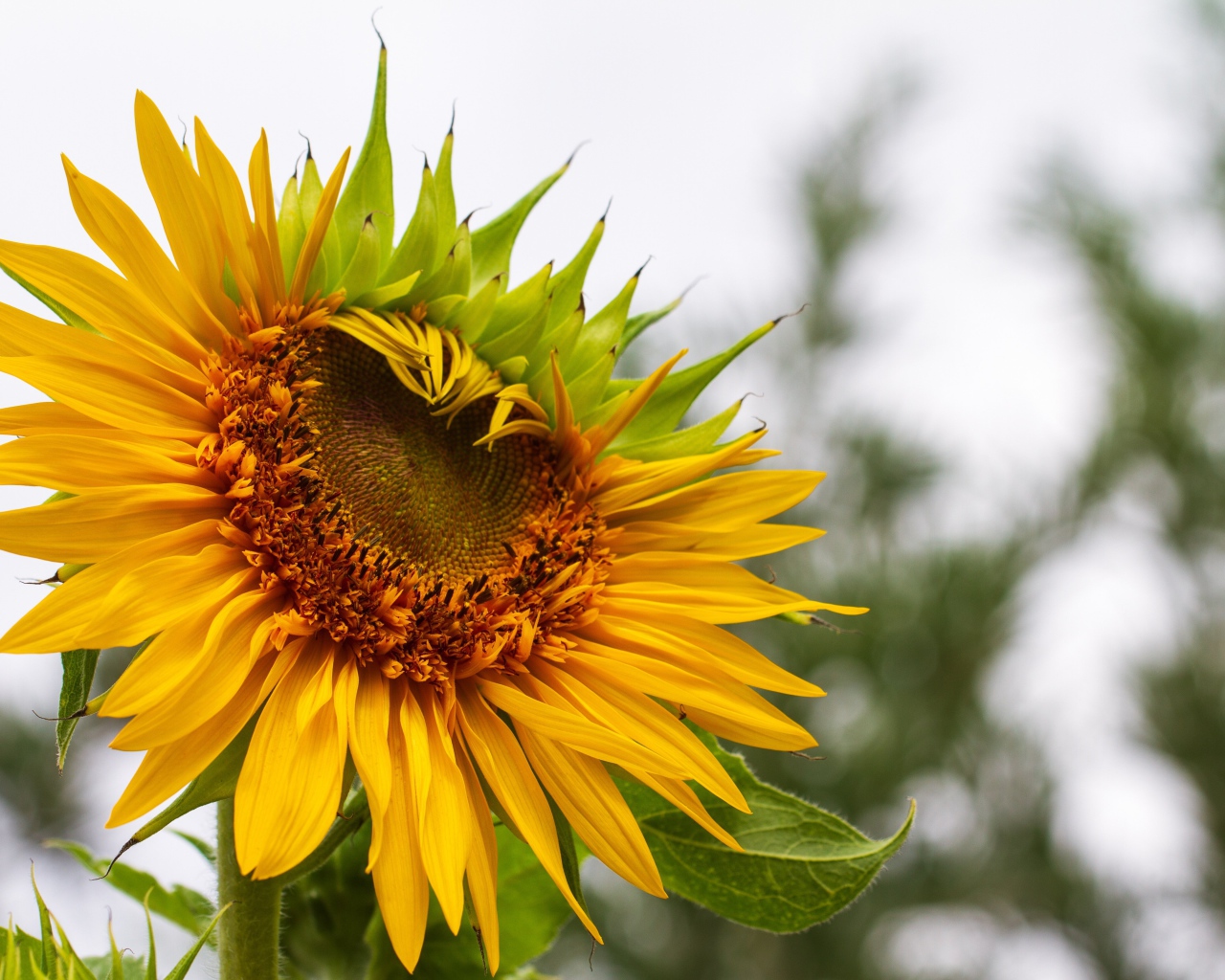 Красивый желтый подсолнух на огороде