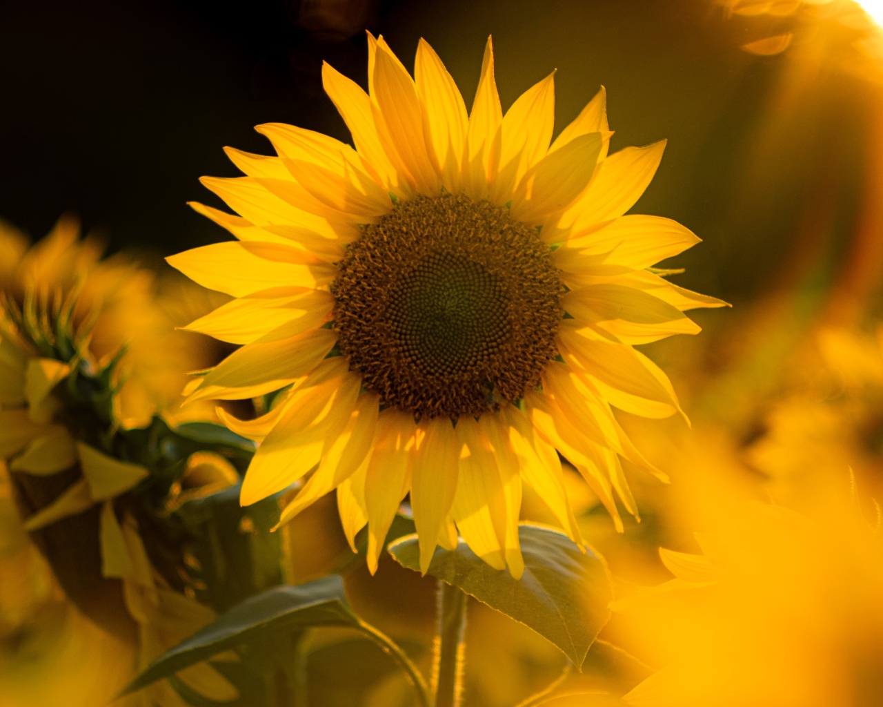 Красивый желтый подсолнух в лучах солнца 