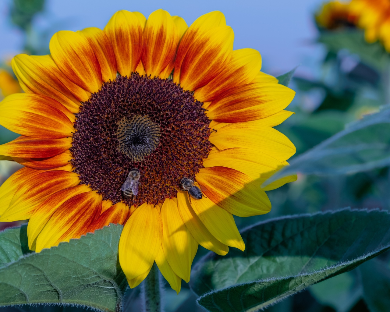 Большой красивый цветок подсолнуха с пчелами
