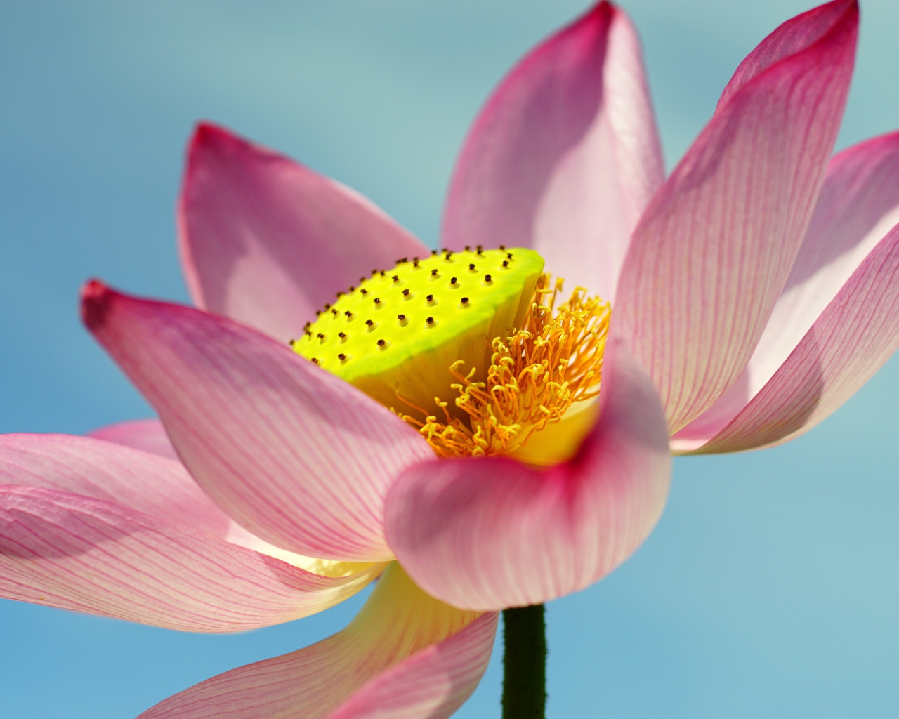 Большой розовый цветок лотоса на голубом фоне 