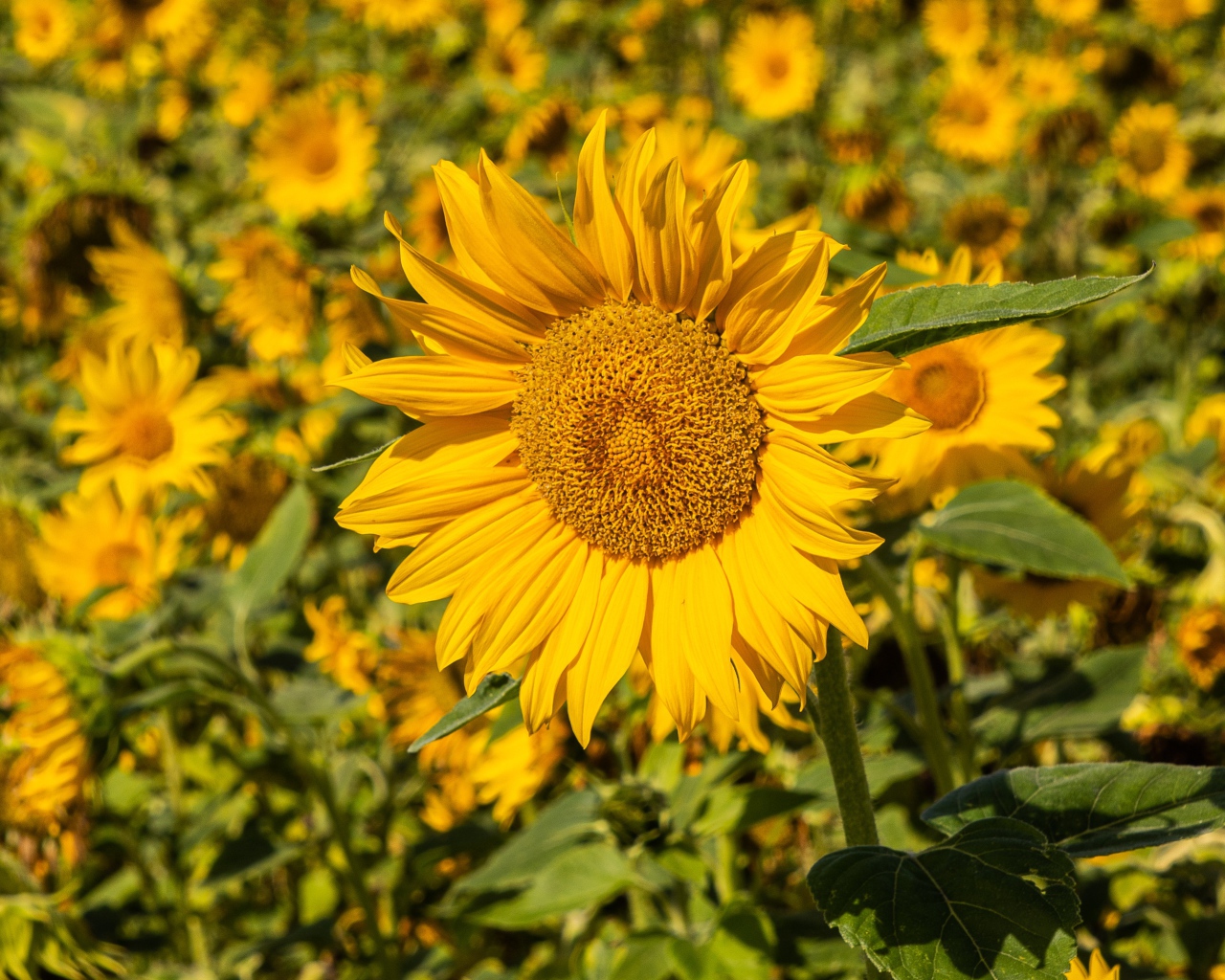 Большой желтый цветок подсолнуха на поле 