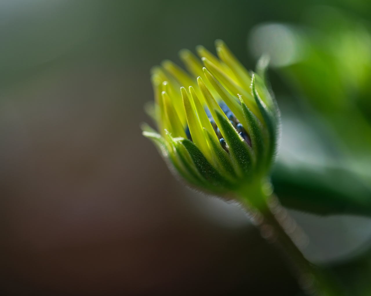 Распускающийся цветок остеоспермума крупным планом 