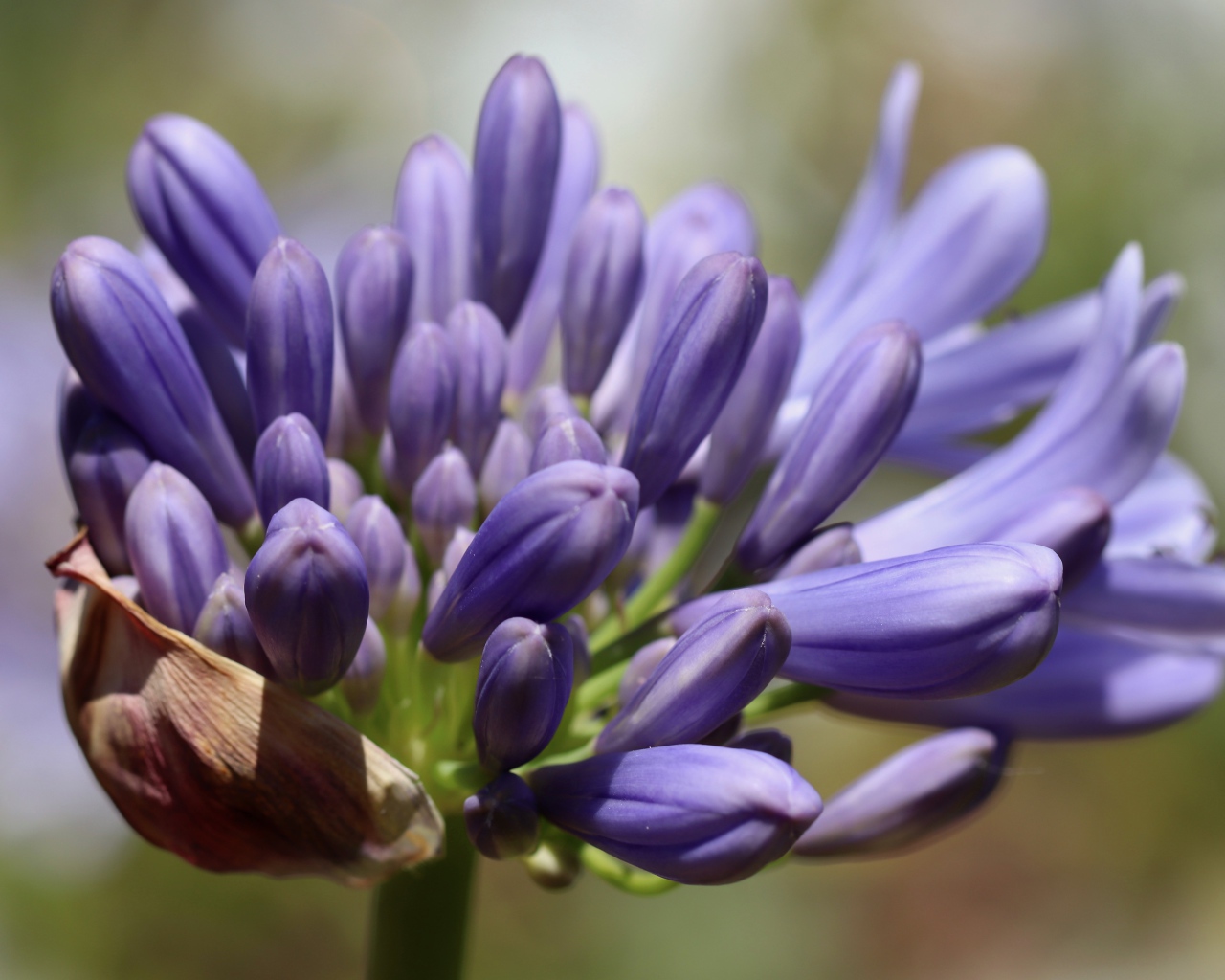 Синий цветок Агапантус распускается