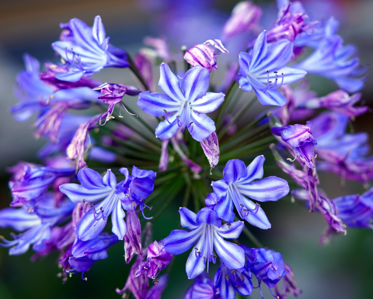 Голубые цветы агапантус крупным планом 