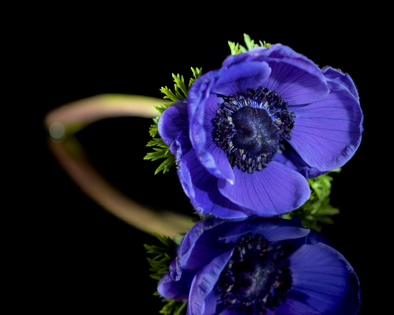 Синий цветок анемона отражается в черной поверхности 