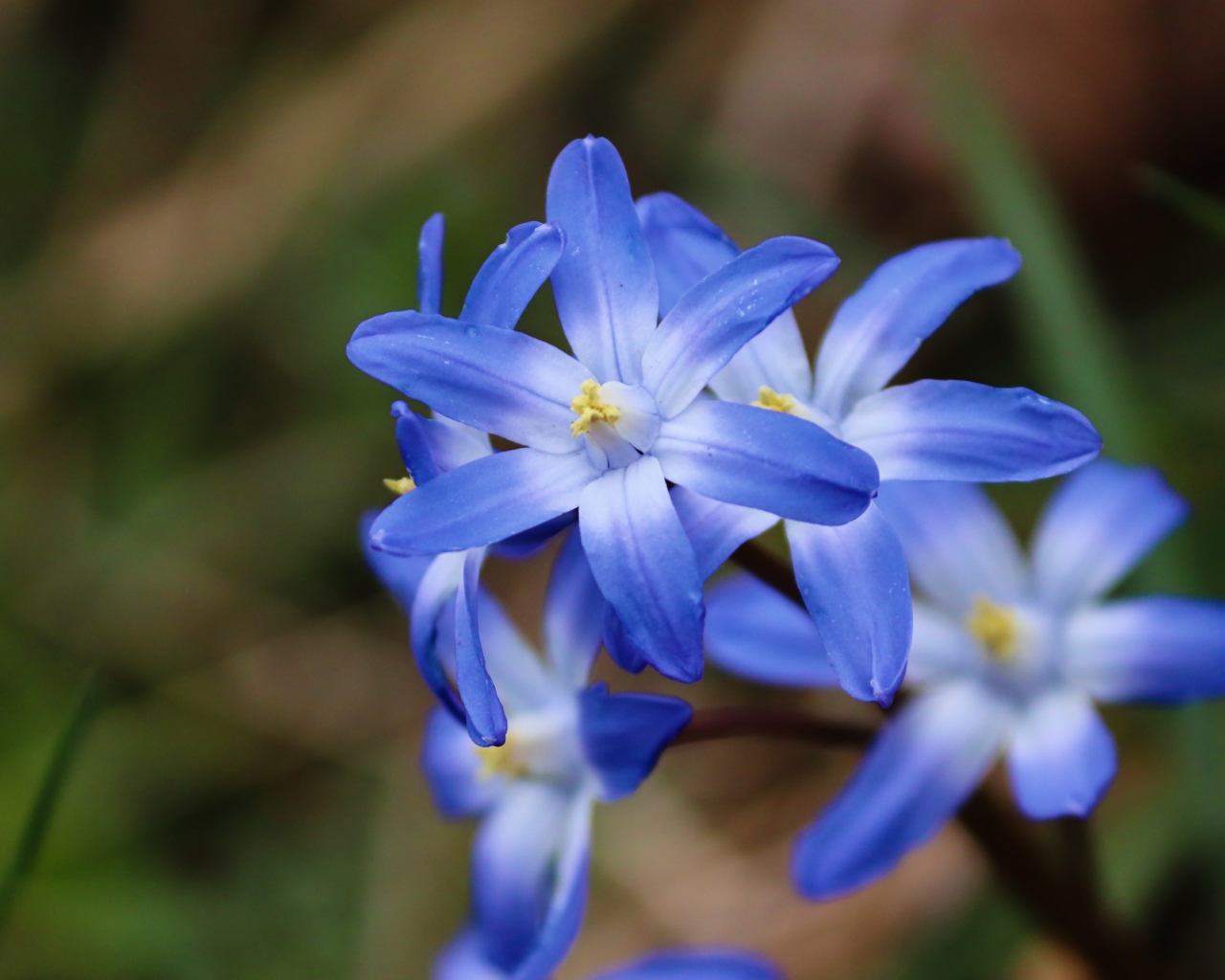 Голубые первые весенние цветы пролесок крупным планом