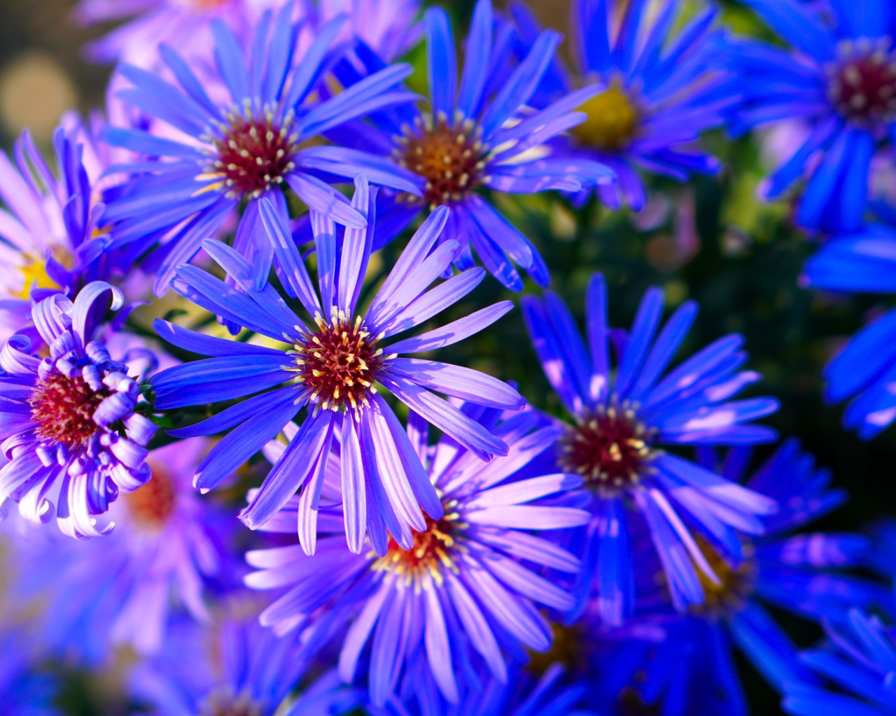 Синие цветы сентябринки крупным планом