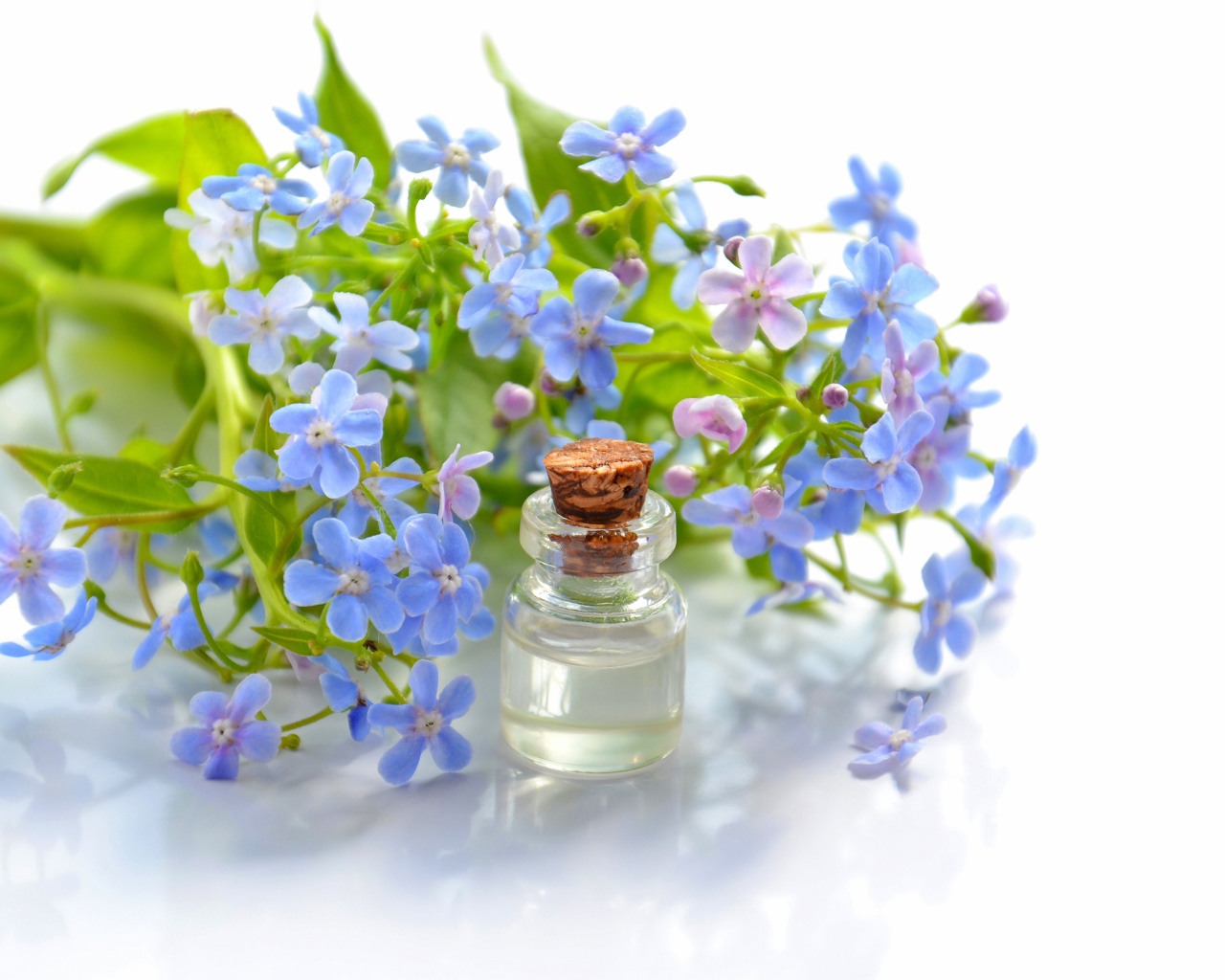 Голубые цветы незабудки на белом фоне с маслом