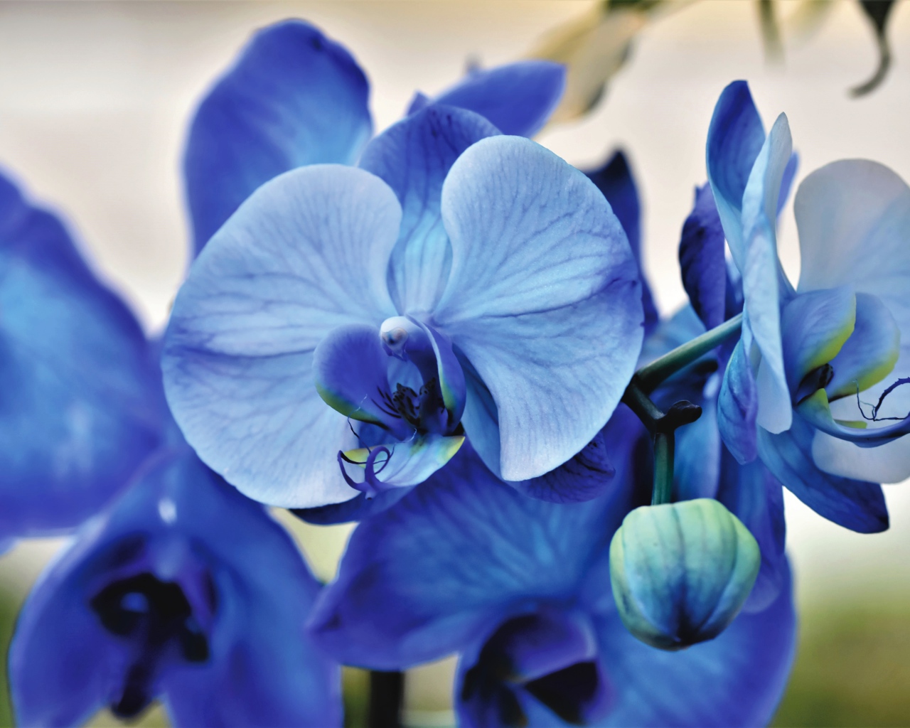 Синий цветок орхидеи крупным планом