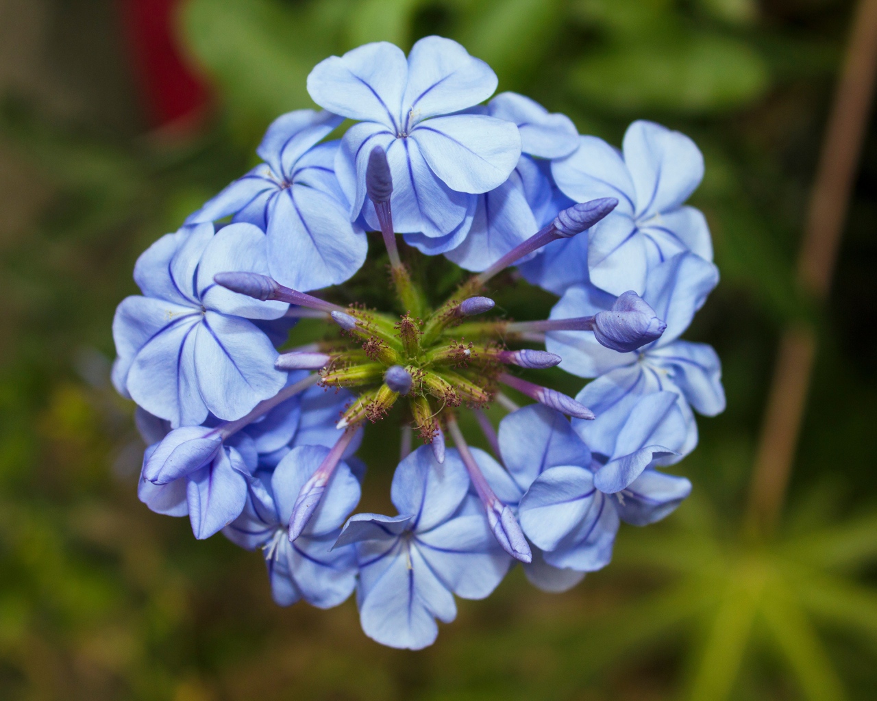 Голубой цветок плюмбаго крупным планом