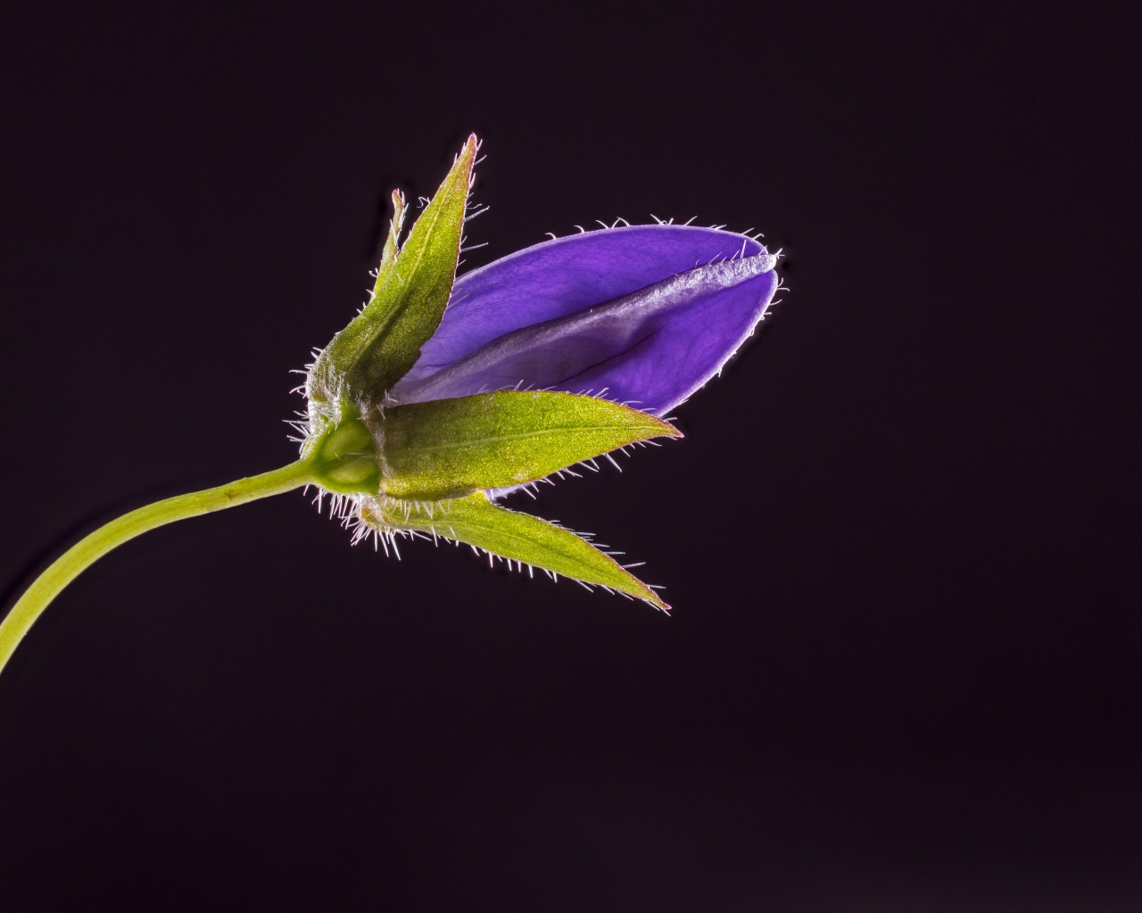 Синий нераспустившийся цветок колокольчика на черном фоне 