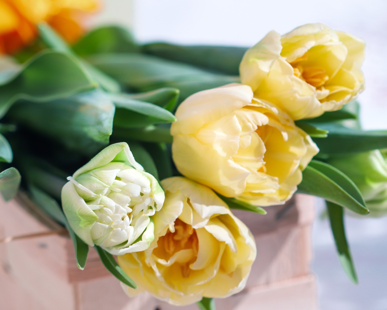 Букет нежных кремовых тюльпанов на столе