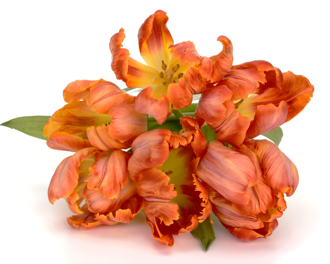 Букет оранжевых тюльпанов на белом фоне