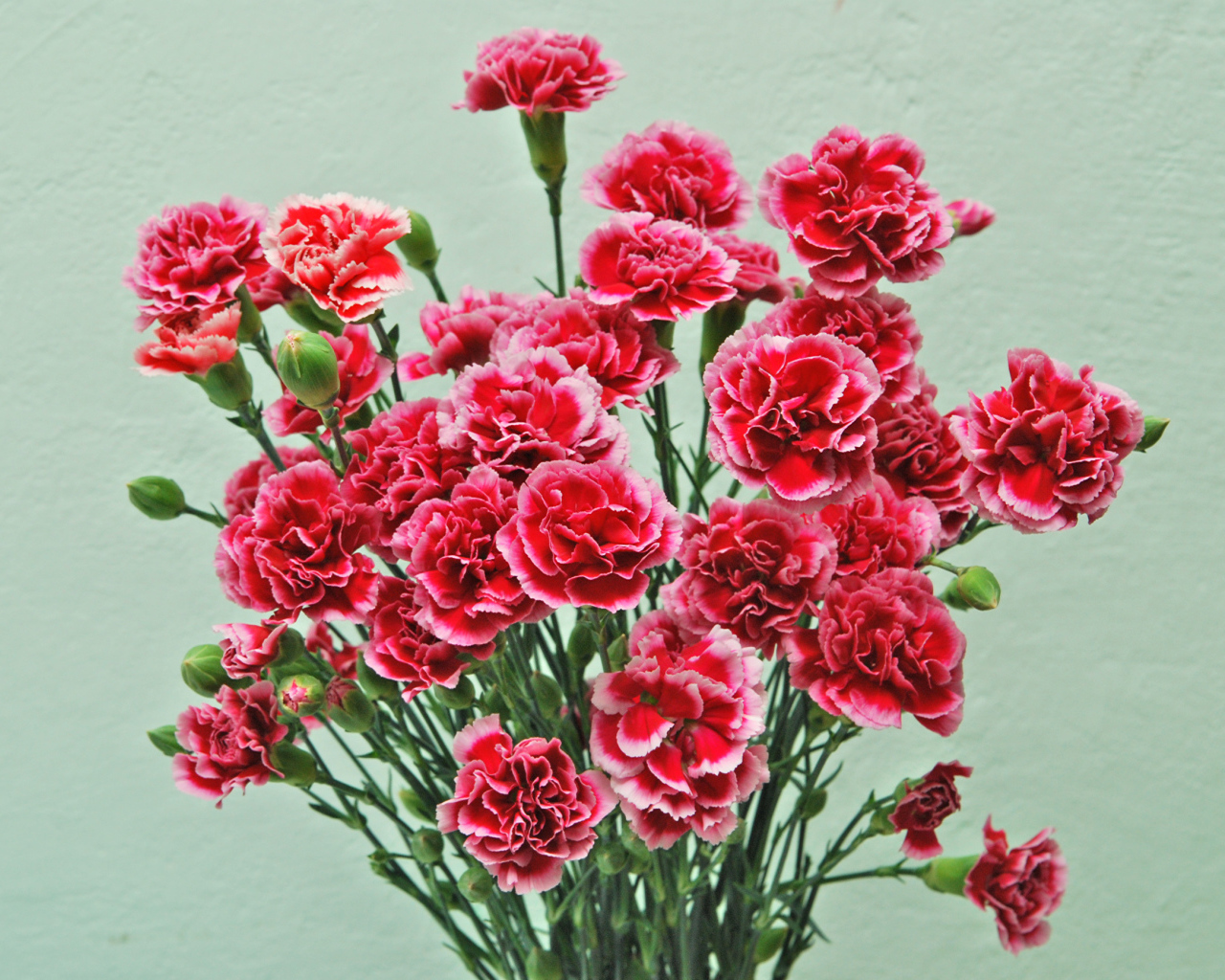 Букет розовых цветов гвоздики на сером фоне