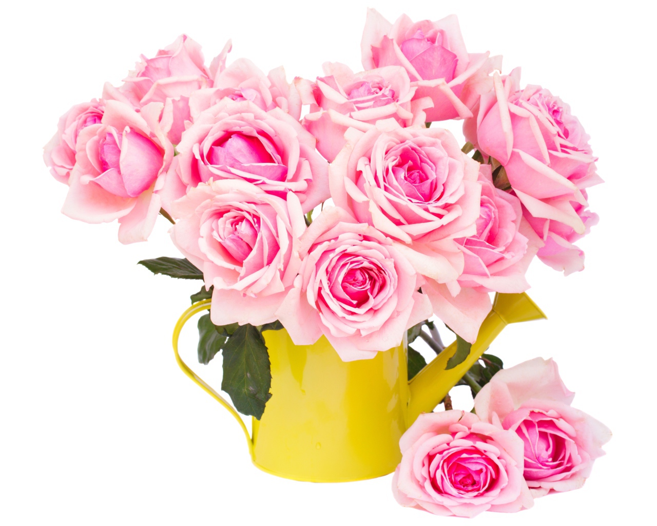 Букет розовых роз в желтой лейке на белом фоне